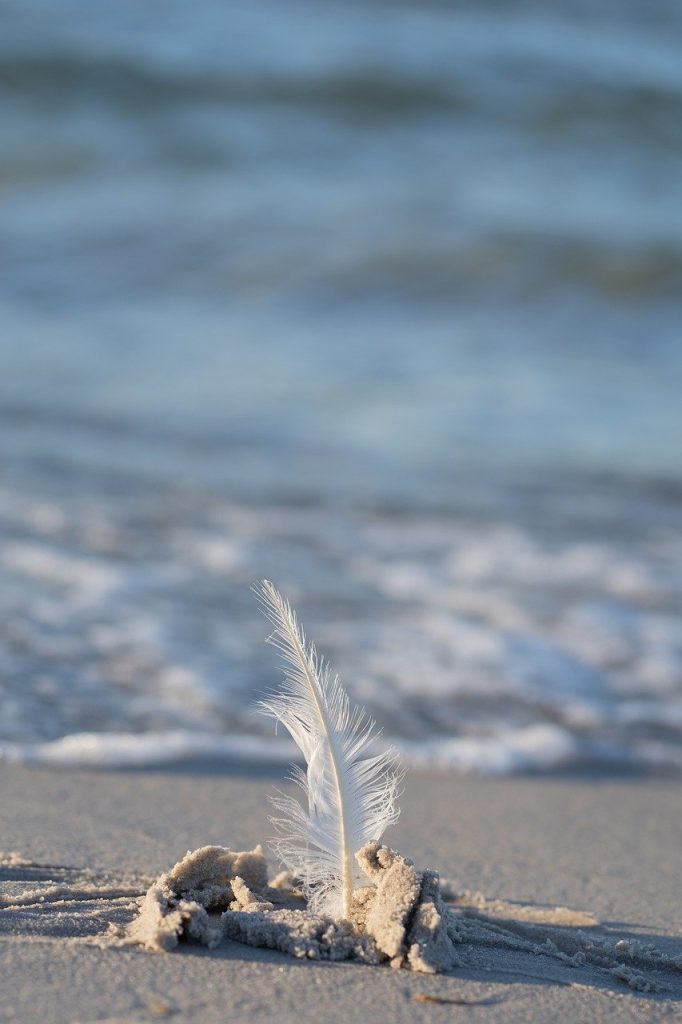 feather, beach, sand, baltic sea, nature, north sea, water, outdoors, postcard motif, blue-9862263.jpg