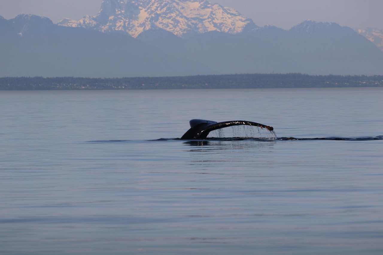 humpback, whale tail, mountain, nature, whale, west coast, bc, vancouver island-4201310.jpg