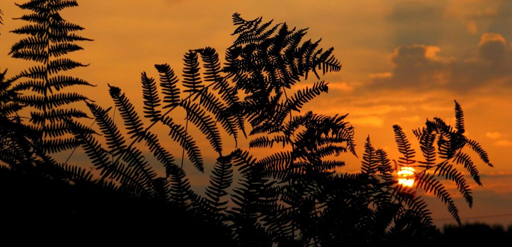 sunrise, sunset, fern, nature, plants, dawn, afterglow, sunrise, sunrise, sunrise, sunrise, sunrise, fern, fern-1014550.jpg