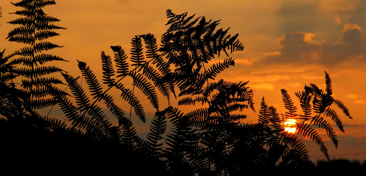 sunrise, sunset, fern, nature, plants, dawn, afterglow, sunrise, sunrise, sunrise, sunrise, sunrise, fern, fern-1014550.jpg