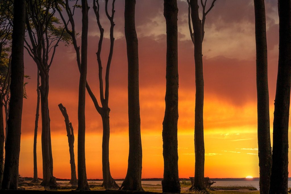 trees, forest, coast, sunset, abstract, woods, nature, landscape-8173530.jpg