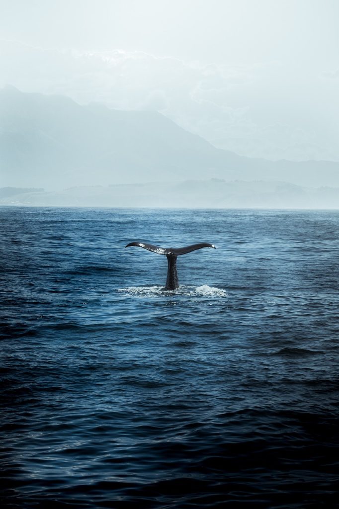 nature, lake, mountain, tree, whale, ocean, blu, animal, beautifull, greenland, whale, whale, whale, whale, whale, greenland, greenland-4241877.jpg